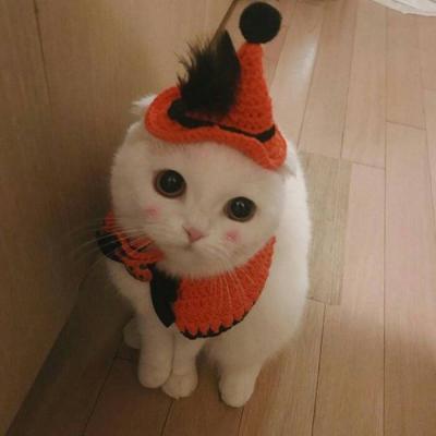 超萌可爱猫咪QQ动物头像2019精选 人生是自编自导自演的故事